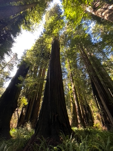112 - Giant redwoods at Prairie Creek
