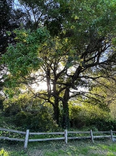 111 - Live oak at Neary Lagoon, Santa Cruz