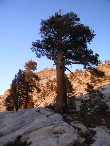 7 - Proud Pine, Kings Canyon NP