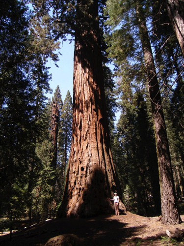 12 - Giant Sequoia, Sequoia NP