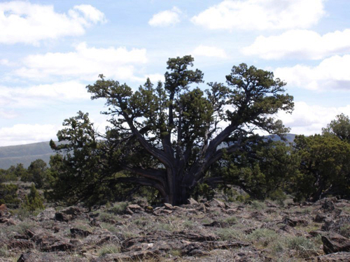 35 - Old Pinon, Surprise Valley