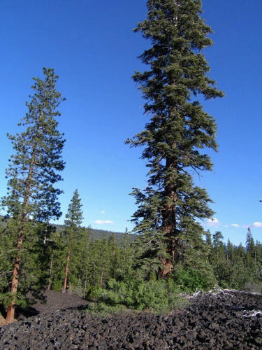 78 - Pine Trees and Lava, Outskirts of Mt. Lassen