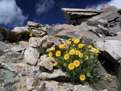 33 - High Altitude Rock Flowers, White Mountain