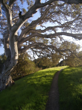 56 - Old Oak, Santa Cruz
