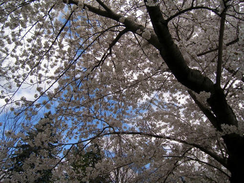 4 - Cherry Blossoms,
High Park