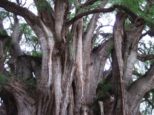 32 - El Árbol del Tule, ostensibly  the widest tree in the world