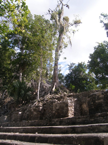 2 - Trees Overgrowing Coban Ruins