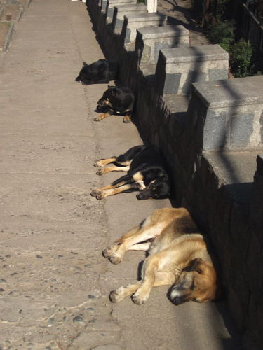 1 - Sunbathing dogs in Santiago
