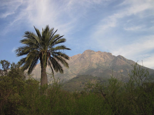 4 - Chilean Palm at La Campaña National Park