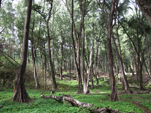 27 - Magical coastal forest in Pololu