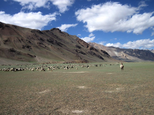 79 - Goat herd near Sarchu
