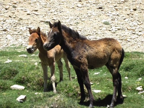 86 - Himalayan ponies
