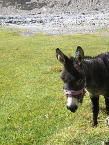 50 - Donkey with ear tassles