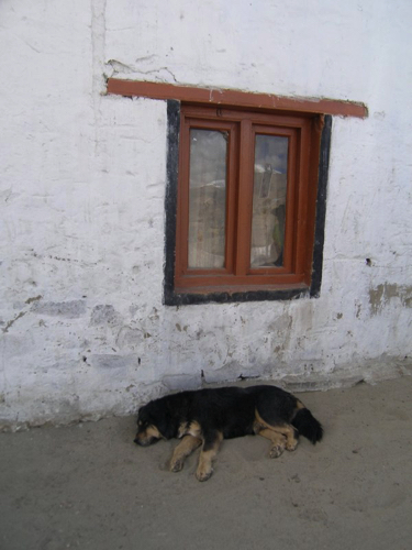 53 - Sleeping dog