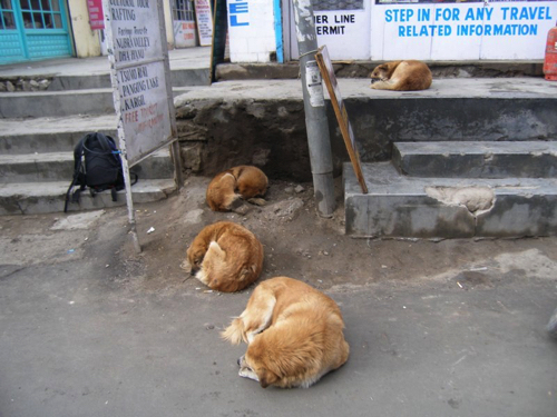 67 - Sleeping dogs in Leh
