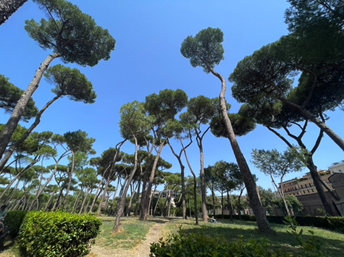 23 - Tufted pines at Villa Borghese