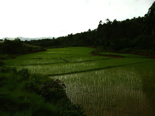 60 - Rice Paddy