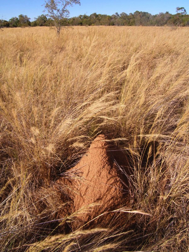 79 - Termite Mound
