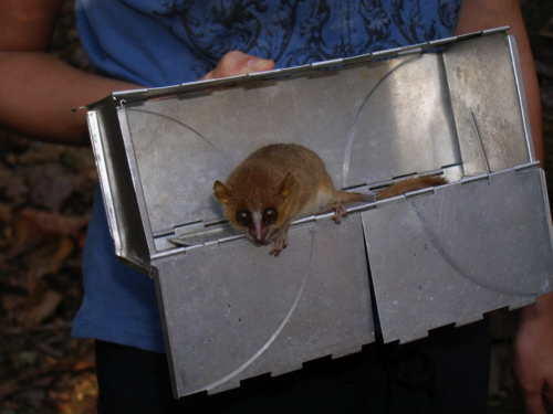 92 - Releasing a Mouse Lemur, Ankarafantsika