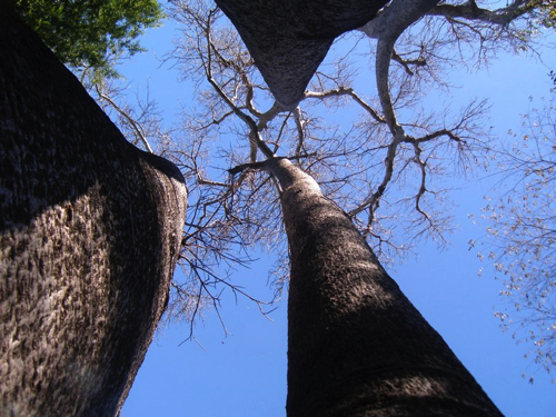 82 - Looking up the Baobabs