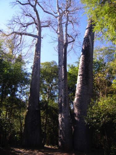 74 - Giant Baobabs