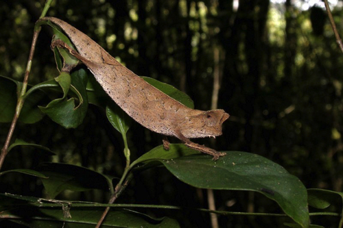 45 - Brookesia 
Chameleon, Ranomafana NP