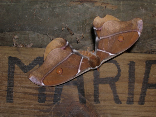 52 - Giant Moth
Ranomafana NP