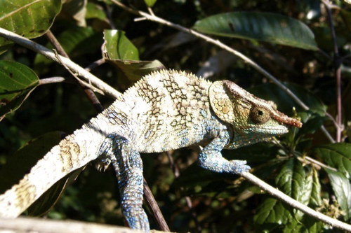 13 - Large Chameleon Ranomafana NP