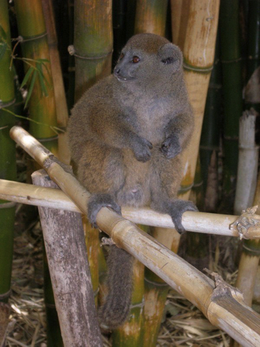 28 - Hapalemur at Lemurs Parc, Antananarivo