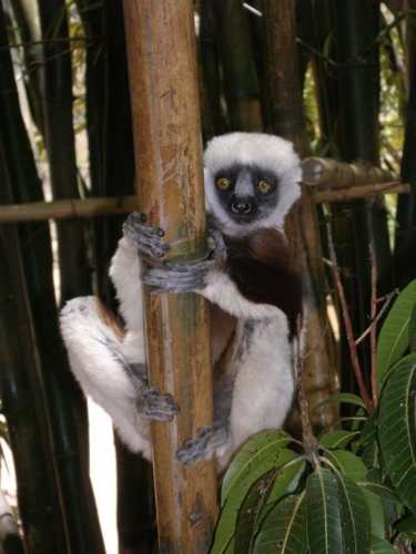 27 - Sifaka
Lemurs Parc, Antananarivo
