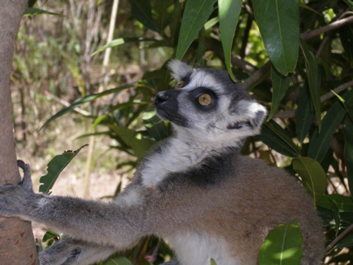 12 - Lemur catta Lemurs Parc, Antananarivo