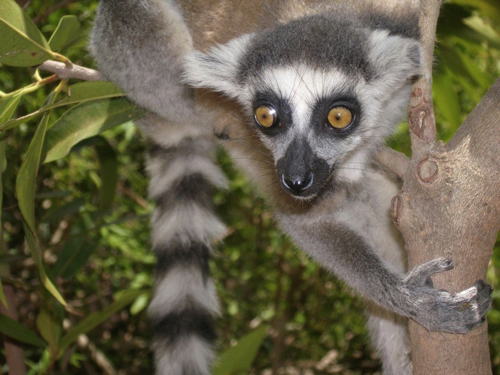 11 - Lemur catta at Lemurs Parc, Antananarivo
