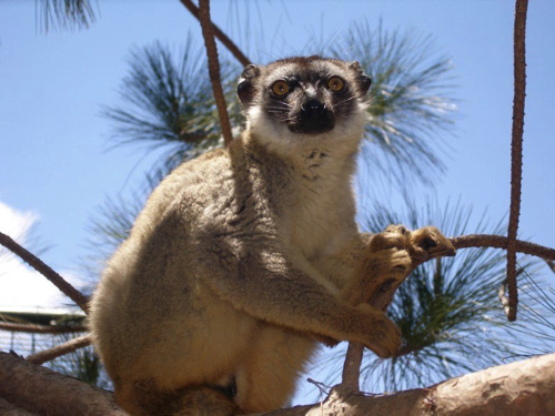 9 - Eulemur at Lemurs Parc, Antananarivo