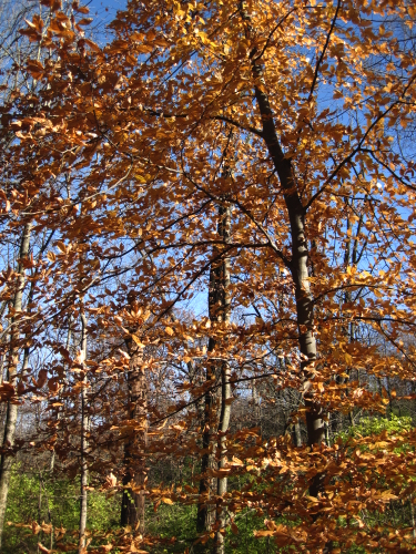 1 - Beech tree in the Fall
Burnet Woods, Cincinnati
