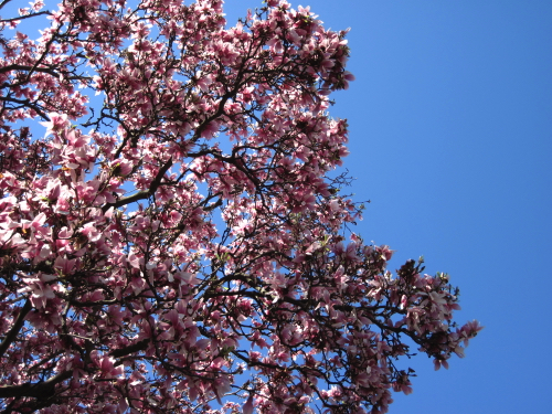 69 - Spring magnolia
Cincinnati, OH