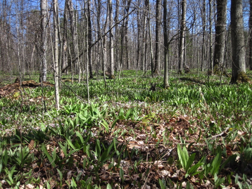 42 - Deciduous forest in early Spring
Upper Peninsula MI