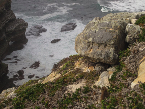 4 - Hyrax and cliffs at Cape Point National Park