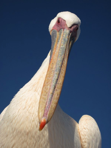 21 - Great White Pelican, Walvis Bay