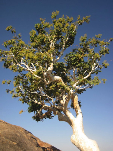 36 - Stunning tree