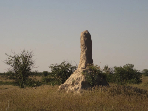37 - Termite mound!