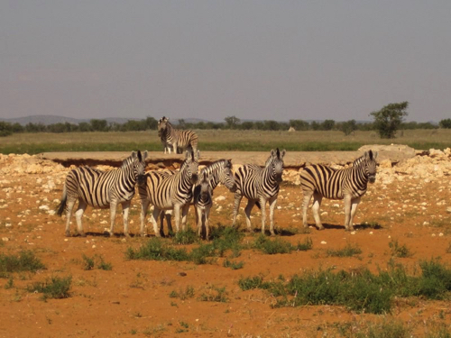 38 - A dazzle of zebras