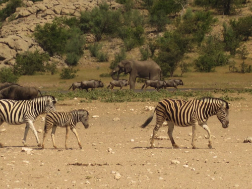 40 - Elephants, wildabeest, and zebras