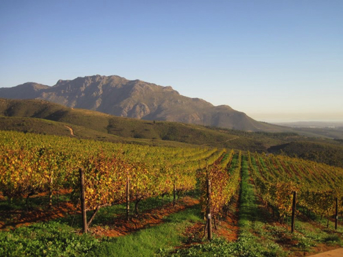 47 - Tokara’s vinyards, Stellenbosch