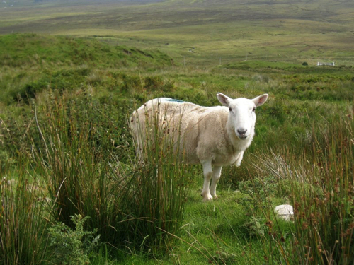 66 - Sheep