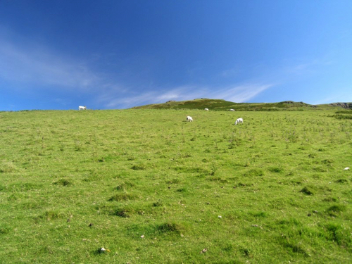 22 - Sheep in Skye