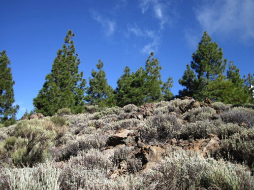 10 - Alpine scrub and pine forest near Mount Teide