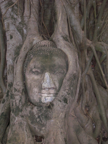 60 - Buddha Head in Banyan Roots, 
Ayuthaya