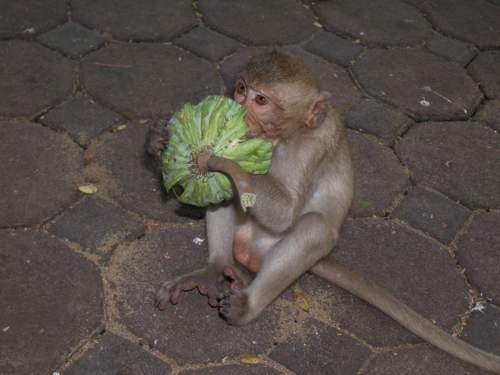 57 - Young Macaque Eating Fruit, Lobpuri