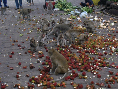 17 - Temple Macaques, Lobpuri