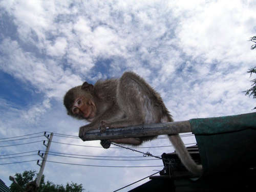 1 - Pouncing Macaque, Lobpuri